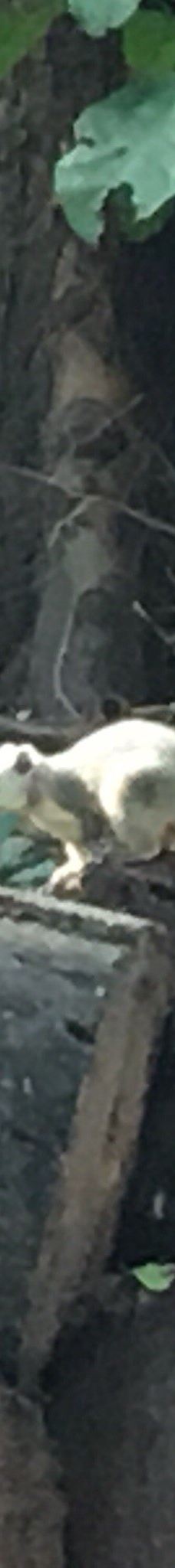 Wat Pa Ban Tat-乌隆他尼