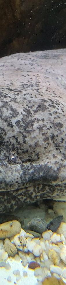 Chemnitz Zoo-开姆尼茨