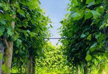 Carlow Castle景点图片