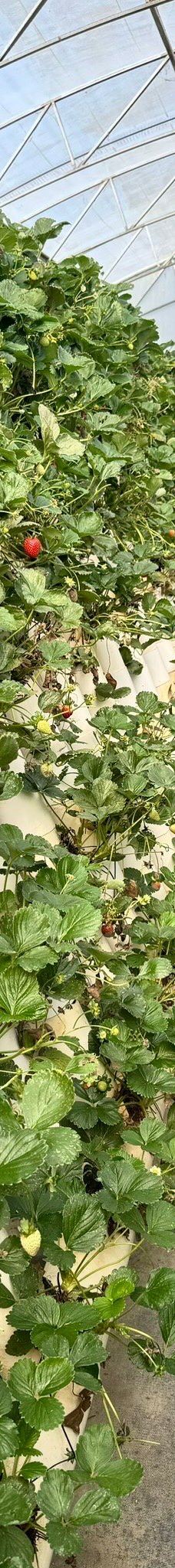 Ricardoes Tomatoes-Blackmans Point