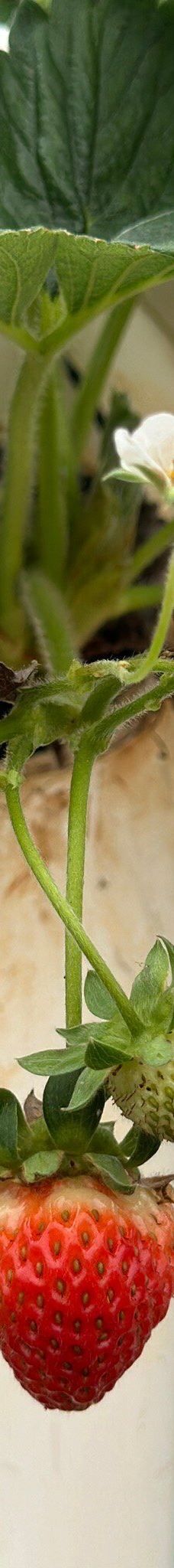 Ricardoes Tomatoes-Blackmans Point