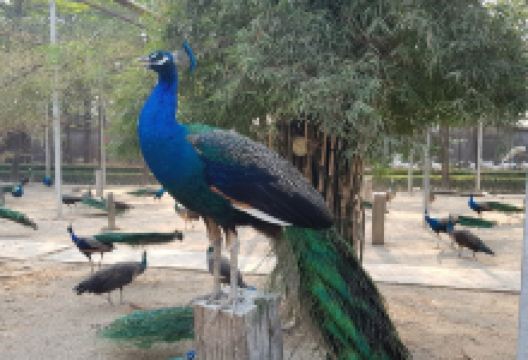 Sam Phran Peacock Park景点图片
