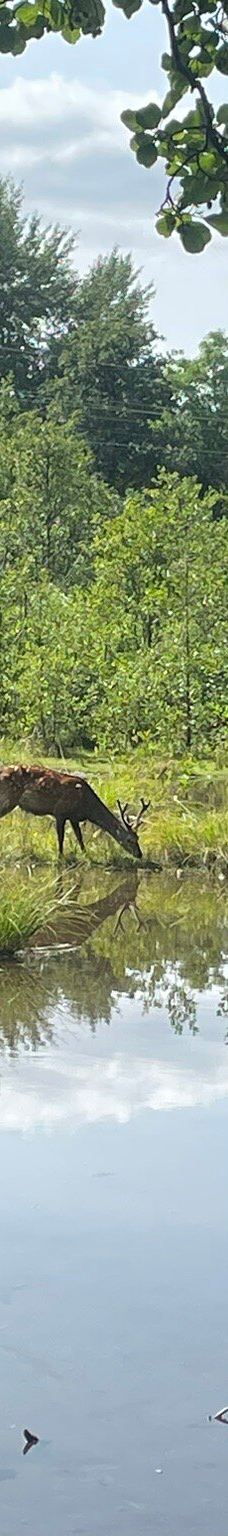 Dyrehaven Vejle-瓦埃勒