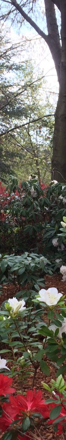 Lennox Gardens-亚拉伦拉