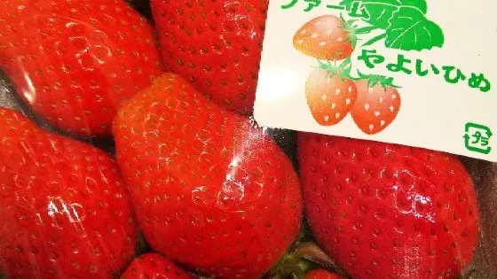 Matsui Farm
