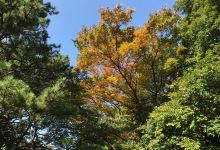 大野池景点图片