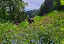 Bermersbach Wildgehege景点图片