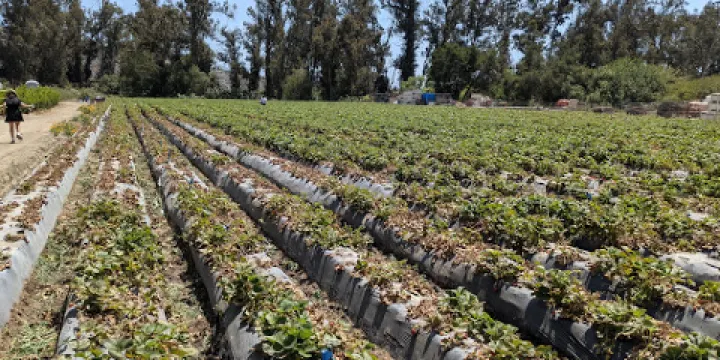 Underwood Family Farms