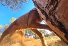 Dog Park景点图片