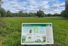 Chaceley Meadow Nature Reserve景点图片