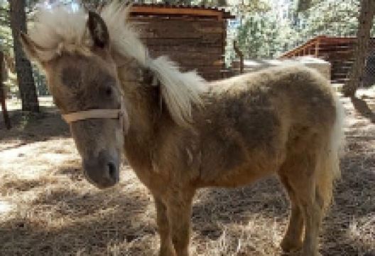 Terra Adventure景点图片