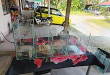 FZ Aquarium Puchong [Repairing & Custom made]购物图片