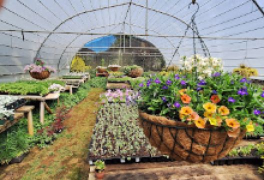 Heritage Plants Underberg购物图片