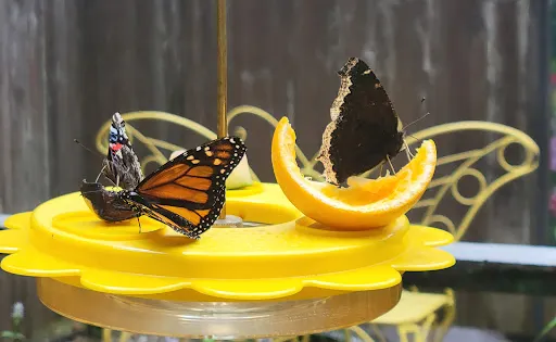Butterflies of Cape Cod