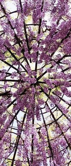 河内藤园-北九州