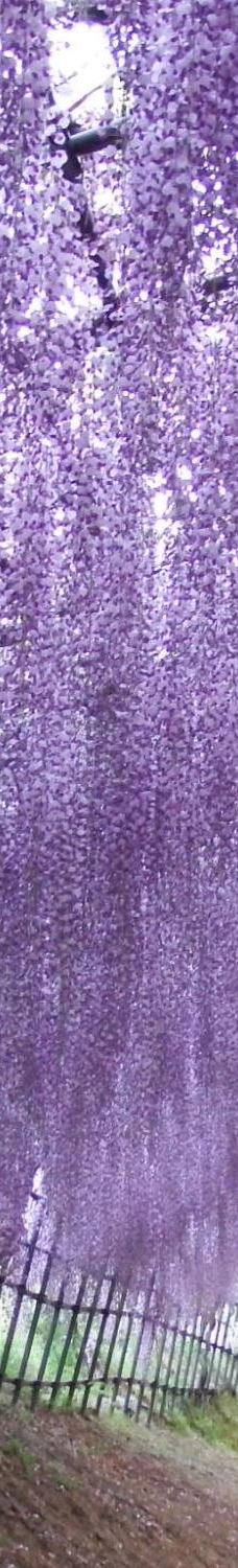 河内藤园-北九州