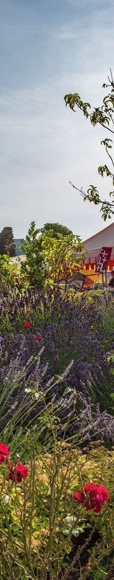 Metternich Castle-拜尔施泰因