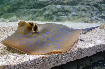 清迈水族馆