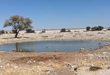 Okaukuejo waterhole景点图片