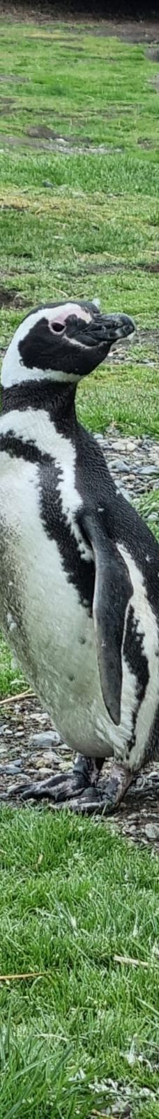 Isla Martillo-乌斯怀亚