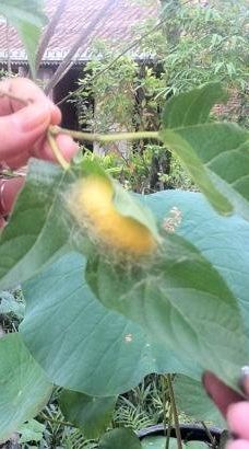 Silk Village Hoi An - The Tourist-会安