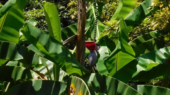 Jardin Botanico