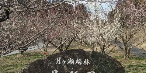 月瀨梅溪