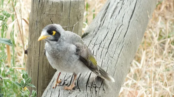Lower Goulburn National Park