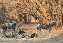 Camping Sites at Mana Pools National Park景点图片