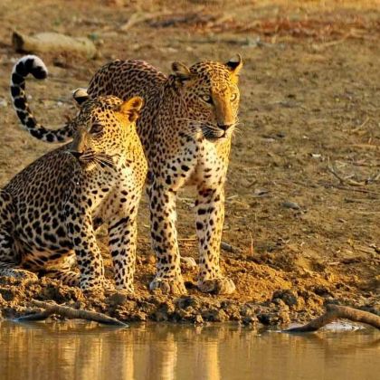 斯里兰卡7日5晚拼小团