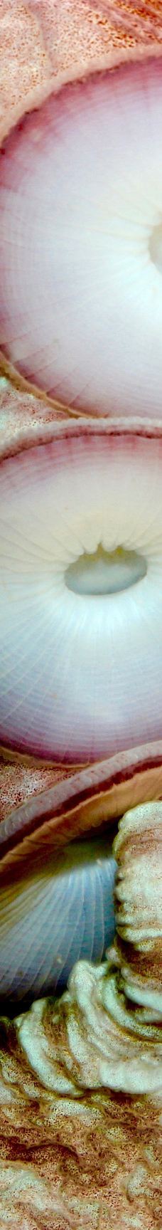 Discovery Passage Aquarium-坎贝尔河