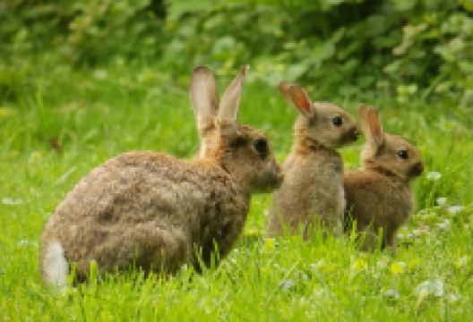 Tudeley Woods景点图片