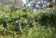 Coast Park Gardens景点图片