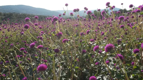 Dias de Aromas