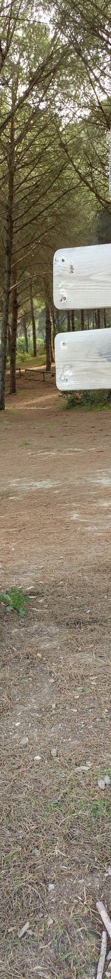 El Pinar del Rey-圣罗克