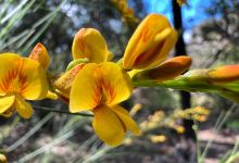 Long Hollow Heathland景点图片