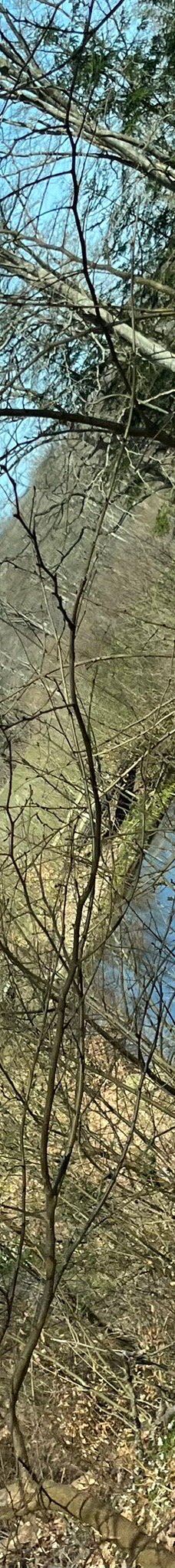 Pikkerbakken-腓特烈港