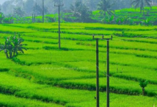 Kampung Sukamulya景点图片