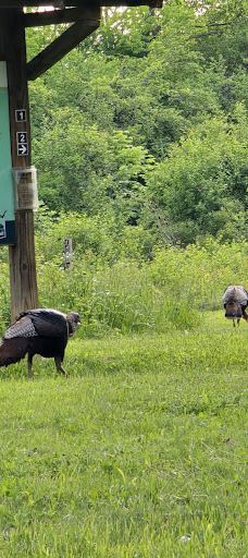 Rouge Park-底特律