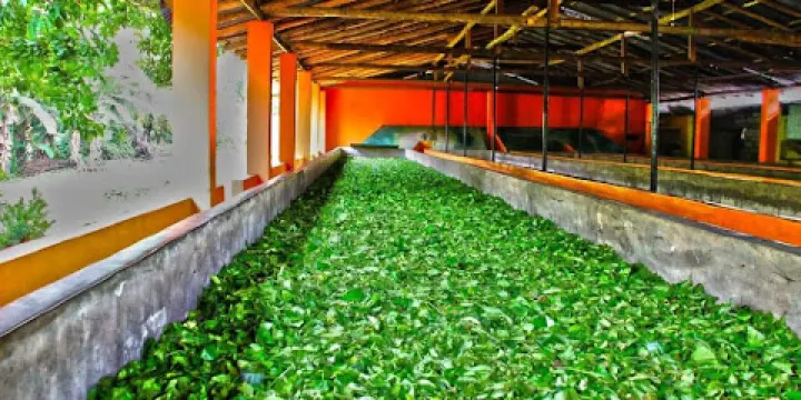 Handunugoda Tea Estate