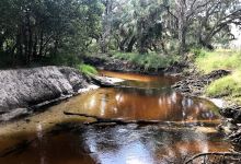 Boyette Springs Park景点图片