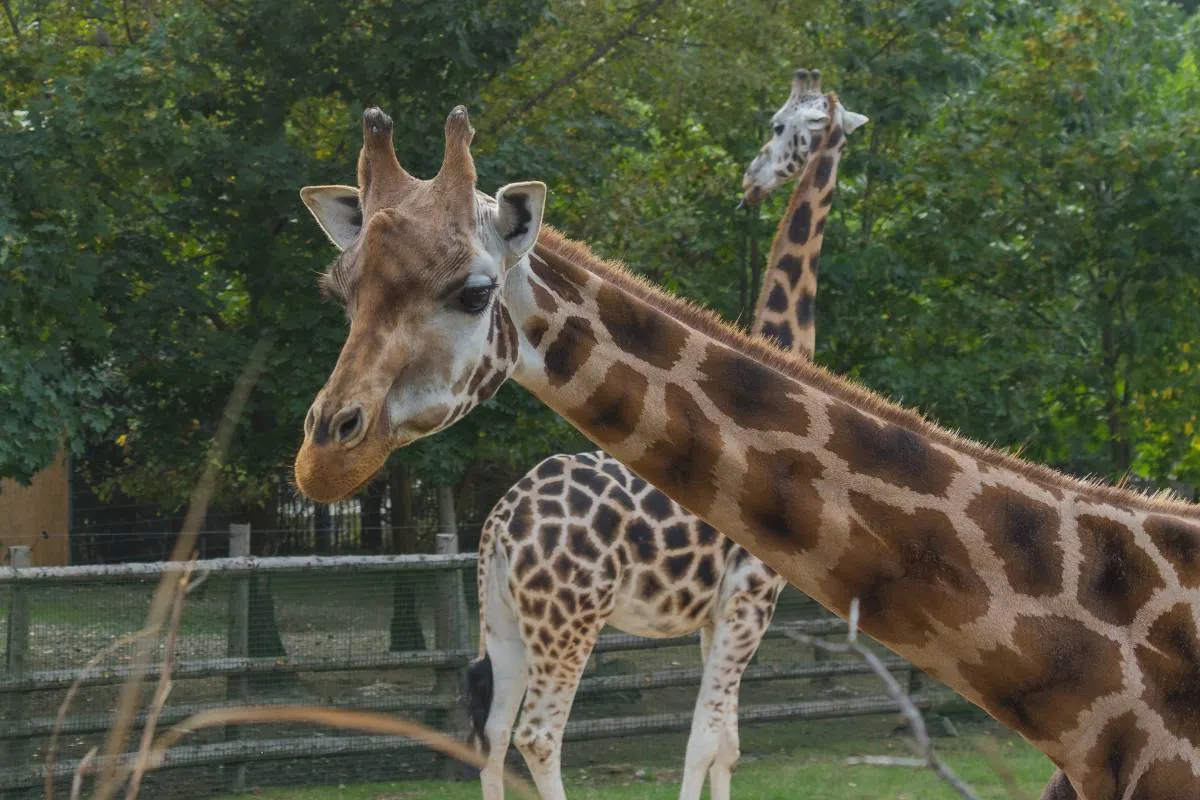 วิธีเดินทางไปเชียงใหม่ไนท์ซาฟารี