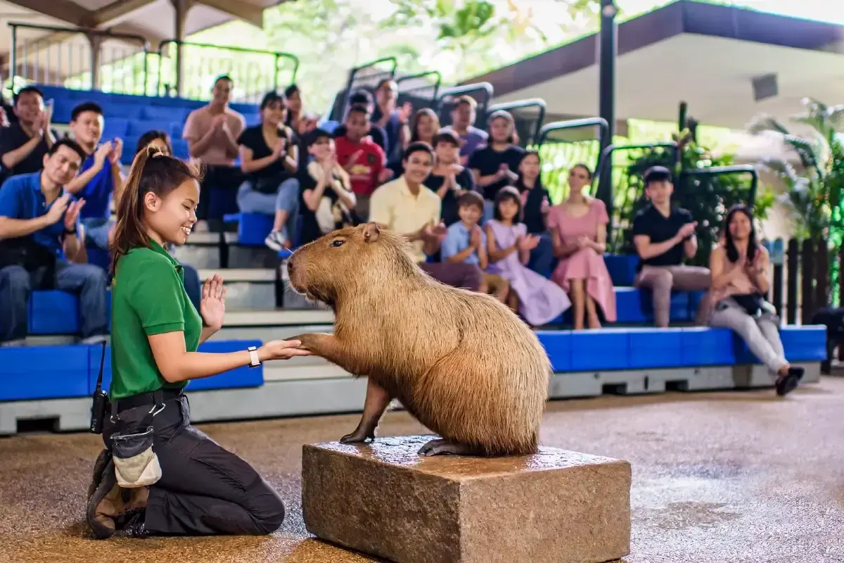 Things to do at River Wonders: Attend wildlife shows