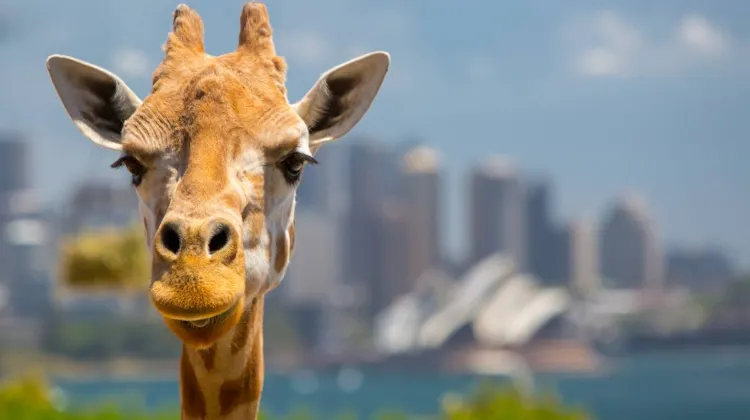 Benefits of Using an Australia eSIM