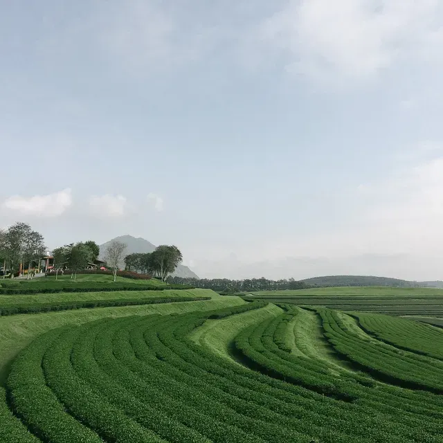 ที่เที่ยวเชียงราย#29 ไร่บุญรอด