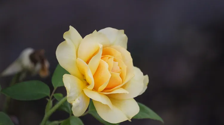 6.ダマスクローズ製品