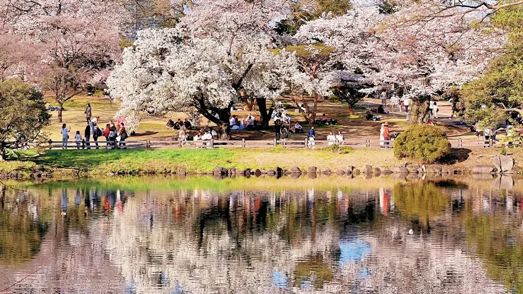 Cherry blossom festivals and activities Japan