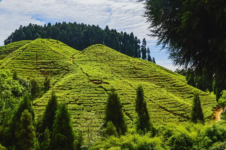 Source: TEJASHVI VERMA/ unsplash  The beautiful tea gardens in Darjeeling provide a tranquil and romantic atmosphere for the honeymoon