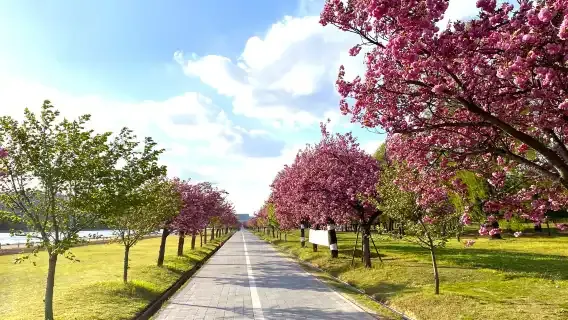 Tips for a Memorable Cherry Blossom Trip