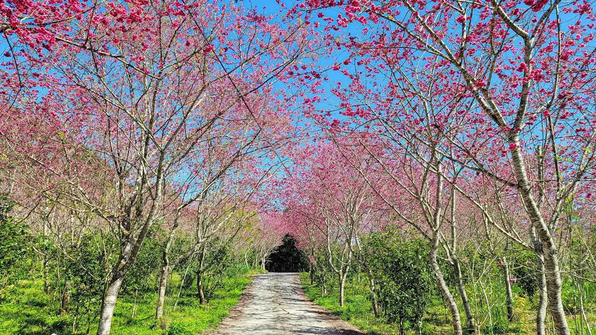 棲蘭達漾咖啡莊園 